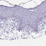 FAM155A Antibody in Immunohistochemistry (Paraffin) (IHC (P))