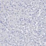 FAM155A Antibody in Immunohistochemistry (IHC)