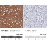 FAM155A Antibody