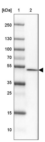 FAM155A Antibody in Western Blot (WB)