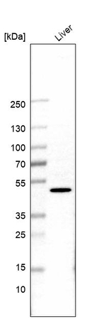 AMER2 Antibody in Western Blot (WB)