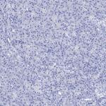 NALP14 Polyclonal Antibody