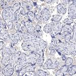 NALP14 Antibody in Immunohistochemistry (Paraffin) (IHC (P))