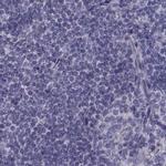 FAM71B Antibody in Immunohistochemistry (IHC)