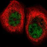 FNBP4 Polyclonal Antibody