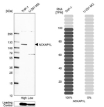 NCKAP1L Antibody in Western Blot (WB)