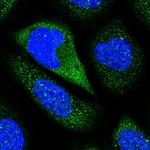 Contactin 5 Polyclonal Antibody