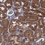 Contactin 5 Antibody in Immunohistochemistry (Paraffin) (IHC (P))