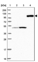 Contactin 5 Antibody in Western Blot (WB)
