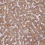 GLYATL1 Antibody in Immunohistochemistry (Paraffin) (IHC (P))