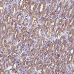DDX51 Antibody in Immunohistochemistry (Paraffin) (IHC (P))