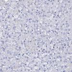 FBXL16 Antibody in Immunohistochemistry (Paraffin) (IHC (P))