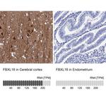FBXL16 Antibody