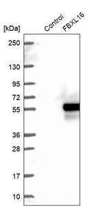 FBXL16 Antibody in Western Blot (WB)
