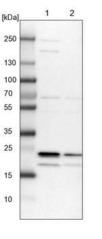 KCNG1 Antibody in Western Blot (WB)
