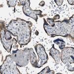 STARD13 Polyclonal Antibody