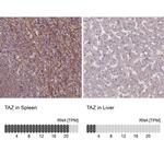 TAZ Polyclonal Antibody