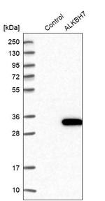 ALKBH7 Antibody in Western Blot (WB)