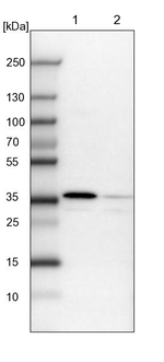 FUS2 Antibody in Western Blot (WB)