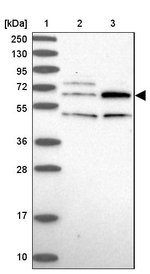 TBC1D19 Antibody in Western Blot (WB)