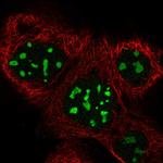 BXDC2 Polyclonal Antibody