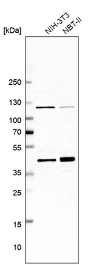 BXDC2 Antibody in Western Blot (WB)