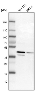 UBLCP1 Antibody in Western Blot (WB)