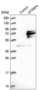 GTPBP4 Antibody in Western Blot (WB)