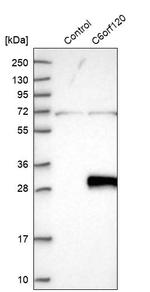 C6orf120 Antibody in Western Blot (WB)