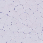 SCP3 Polyclonal Antibody