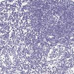 SCP3 Antibody in Immunohistochemistry (Paraffin) (IHC (P))