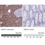 ERP27 Antibody
