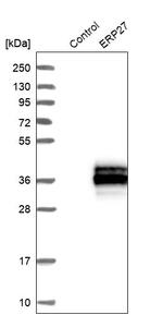 ERP27 Antibody in Western Blot (WB)
