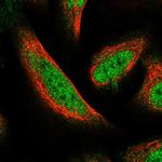 FAM107B Polyclonal Antibody