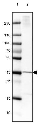 FAM107B Antibody in Western Blot (WB)