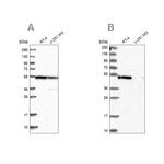 RASSF9 Antibody in Western Blot (WB)
