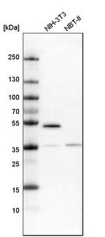 RASSF9 Antibody in Western Blot (WB)