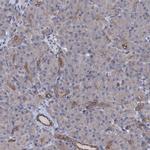 C10orf88 Antibody in Immunohistochemistry (IHC)