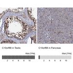 C10orf88 Antibody