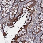 MANSC4 Polyclonal Antibody