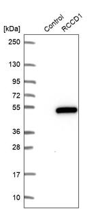 RCCD1 Antibody in Western Blot (WB)
