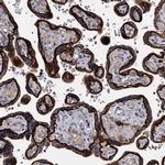 SMAGP Antibody in Immunohistochemistry (IHC)