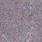 SMAGP Antibody in Immunohistochemistry (IHC)