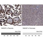 SMAGP Antibody