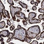 SMAGP Antibody in Immunohistochemistry (IHC)
