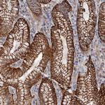 C12orf76 Antibody in Immunohistochemistry (Paraffin) (IHC (P))