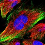 C12orf76 Polyclonal Antibody