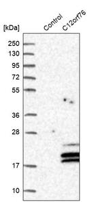 C12orf76 Antibody in Western Blot (WB)