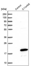 C11orf45 Antibody in Western Blot (WB)