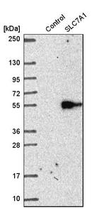 SLC7A1 Antibody in Western Blot (WB)